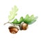 Acorn with oak leaves watercolor illustration. Hand drawn realistic oak tree brown nut with green leaf on white background