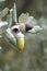 Acorn Quercus ilex is the characteristic fruit of the oak