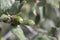 Acorn on an scrubby Oak tree still on branch with leaves