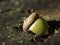 Acorn seed pod from an oak tree