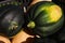 Acorn Squash at Carolina Beach