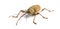 Acorn weevil, Curculio glandium, isolated