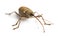 Acorn weevil, Curculio glandium, isolated