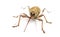 Acorn weevil facing, Curculio glandium, isolated