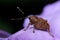 Acorn weevil on a purple leaf