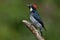 Acorn Woodpecker in Costa Rica