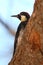 Acorn Woodpecker Looking Away