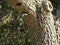 Acorn Woodpecker Made its own Bird House in a Tree