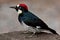 Acorn Woodpecker (Melanerpes Formicivorus)