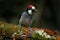 Acorn Woodpecker, Melanerpes formicivorus. Beautiful bird sitting on the green mossy branch in habitat, Costa Rica. Birdwatching