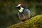 Acorn Woodpecker, Melanerpes formicivorus. Beautiful bird sitting on the green mossy branch in habitat, Costa Rica. Birdwatching