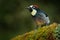 Acorn Woodpecker, Melanerpes formicivorus. Beautiful bird sitting on the green mossy branch in habitat, Costa Rica. Birdwatching