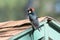 An Acorn Woodpecker, Melanerpes formicivorus, perched on a shed roof top