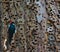 An Acorn Woodpecker, Melanerpes formicivorus, on a tree trunk with holes filled with acorns