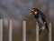 Acorn woodpecker on metal pole with acorn with stem