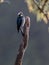 Acorn Woodpecker perched on dead wood, San Gerardo de Dota, Costa Rica