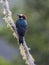 Acorn Woodpecker perched on dead wood, San Gerardo de Dota, Costa Rica