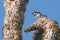 Acorn woodpecker perched on a tree limb in Trione-Annadel State Park in Santa Rosa, California - on a sunny spring day