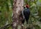 Acorn Woodpecker Portrait