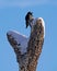 Acorn Woodpecker in Snowy Tree