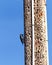 Acorn woodpecker storing nuts in holes made in power pole