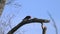 Acorn woodpecker on a tree limb in California