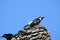 Acorn Woodpecker, Wild Birds