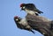 Acorn Woodpeckers (Melanerpes formicivorus)