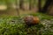 Acorn in the woods on a mossy rock in autumn. Close up with shallow depth of field.