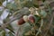 Acorns already ripe on the branches of an oak