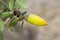 Acorns with ants and aphids hanging on the oak branch waiting to ripen