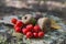 Acorns and berries of mountain ash on the stump