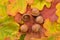 Acorns  fruits on autumn leaves.