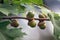 Acorns fruits. Close up acorns fruits in the oak nut tree