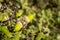 Acorns growing on the branches of a young wild oak