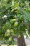 Acorns growing on an Oak tree in East Grinstead