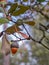 Acorns in a holm oak