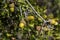Acorns of Kermes Oak Quercus coccifera