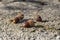 Acorns of Kermes Oak Quercus coccifera