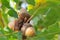 Acorns with leaves