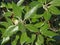 Acorns and leaves of the holm oak Quercus ilex