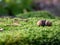Acorns lying on green moss background