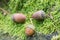 Acorns on mossy background macro