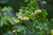 Acorns, nuts on an oak tree, green oak leaves, squirrel food