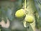 Acorns on an oak leaf