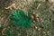 Acorns and Oak Leaf on Dirt Trail