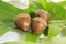 Acorns with oak leaves on white Background