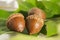 Acorns with oak leaves on white Background