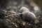 Acorns on an old sawn-off tree stump