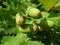 Acorns of Quercus robur tree